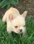 Se regala de Animales y mascotas: Regalo bulldog frances cachorros para adopcion